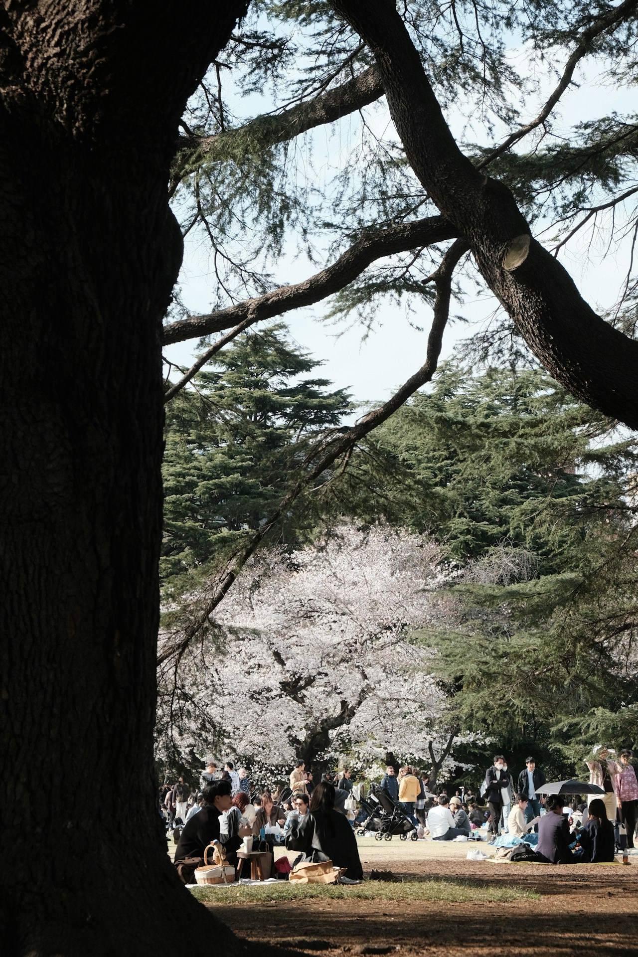 お花見ピクニック